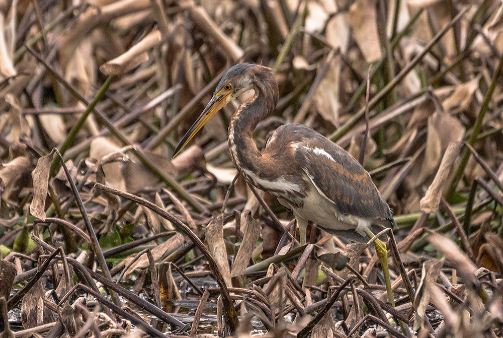 Juvenile Tricolored Heron in the dead lotus Sony A77II with Sony 70-400 G2 f/5.6 1/1600 sec ISO 1000; handheld