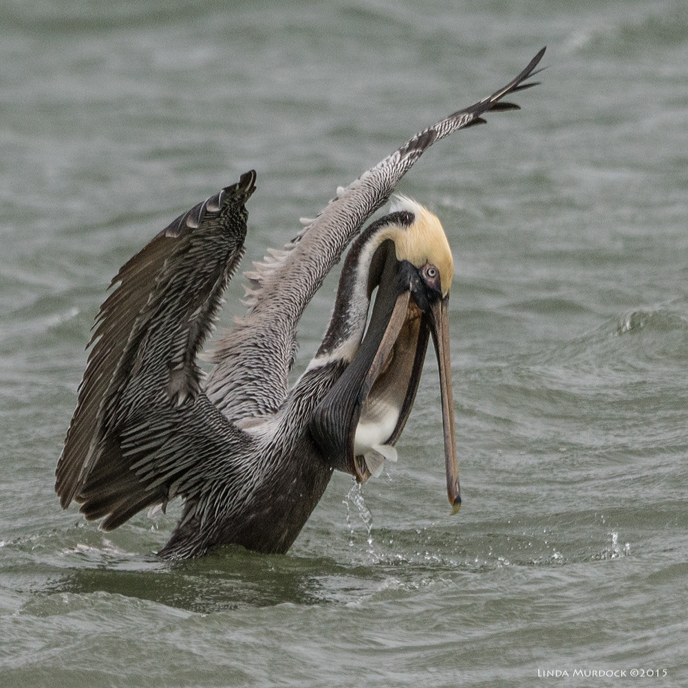 Brown Pelican with super-sized Mullet Sony A77II with Sony 70-400 mm G2 f/6.3 1/1600 sec ISO 400