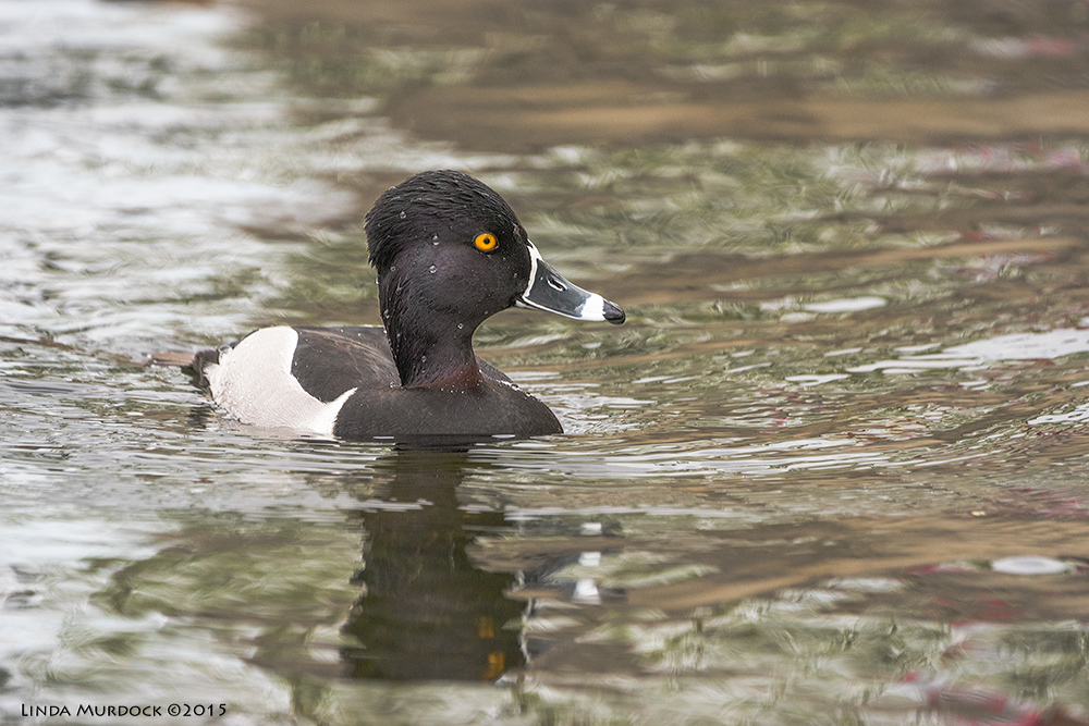 Male Ring-necked Duck must have an invisible ring... Sony A77II with Sony 70-400 G2 f/6.3 1/1000 sec ISO 1000