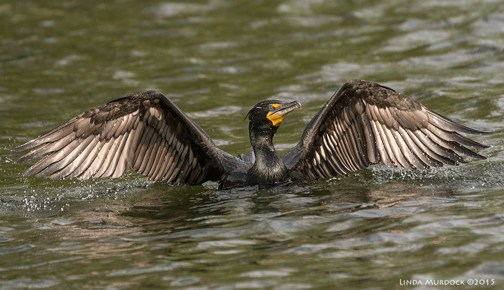 Double-crested Cormorant beginning his take off.. Sony A77II with Sony 70-400 G2 f/5.6 1/1000 sec ISO 400