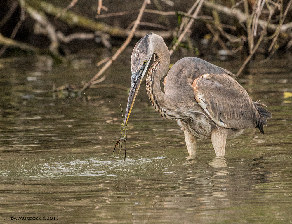 Juvenile Great Blue Heron missing his prey Sony A77II with Sony 70-400 G2 f/6.3 1/1600 sec ISO 1000