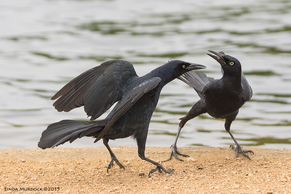 Pugilistic Grackles Sony A77II with Sony 70-400 G2 f/5.6 1/1600 sec ISO 1250