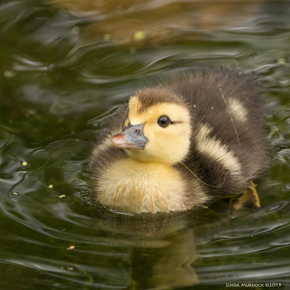 Altogether now.... awwwww Sony A77II with Sony 70-400 G2 f/5.6 1/800 sec ISO 1000
