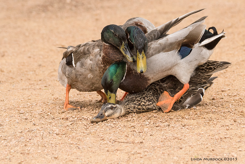 Female Mallard Duck and her suitors Sony A77II with Sony 70-400 G2 f/6.3 1/640 sec ISO 1600