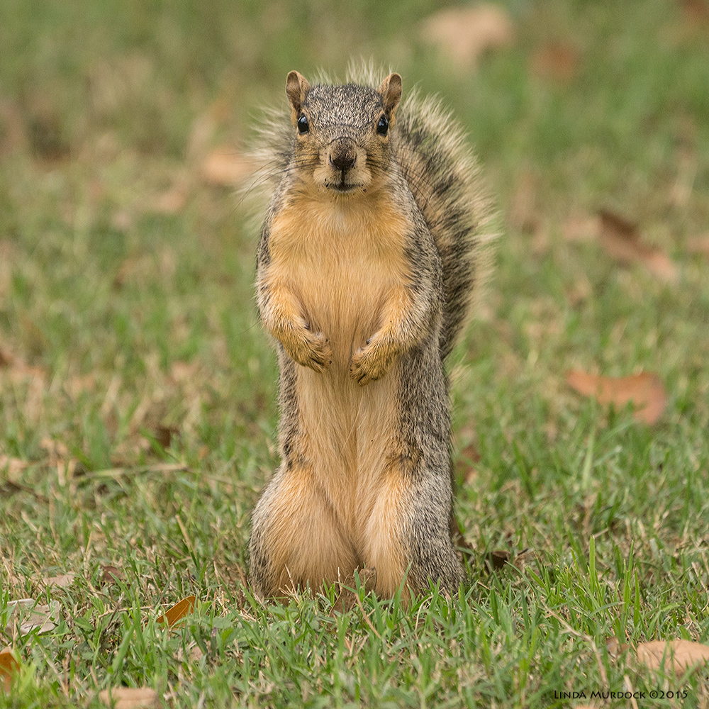 City Squirrel Sony A77II with Sony 70-400 G2 f/5.6 1/400 sec ISO 1600