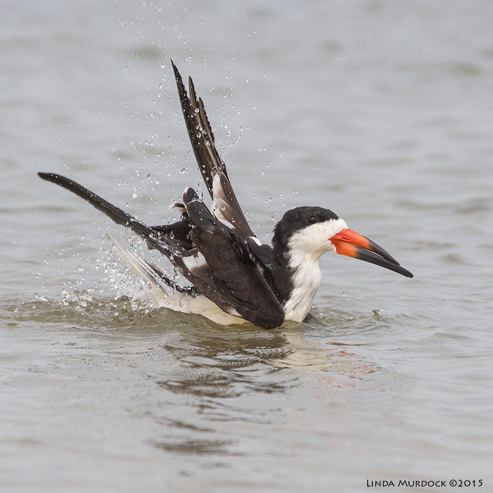 Black Skimmer doing the splish-splash Sony A77II with Sony 70-400 G2 f/6.3 1/2000 sec ISO 640