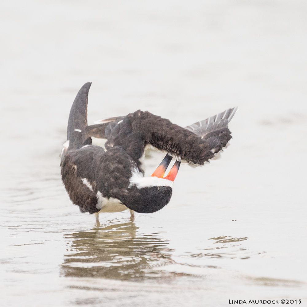Black Skimmer with attention to detail.. . Sony A77II with Sony 70-400 G2 f/5.6 1/2000 sec ISO 1250