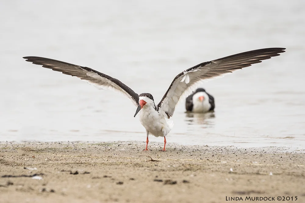 Black Skimmer has a wing span of about 4 feet. Sony A77II with Sony 70-400 G2 f/6.3 1/2000 sec ISO 1000