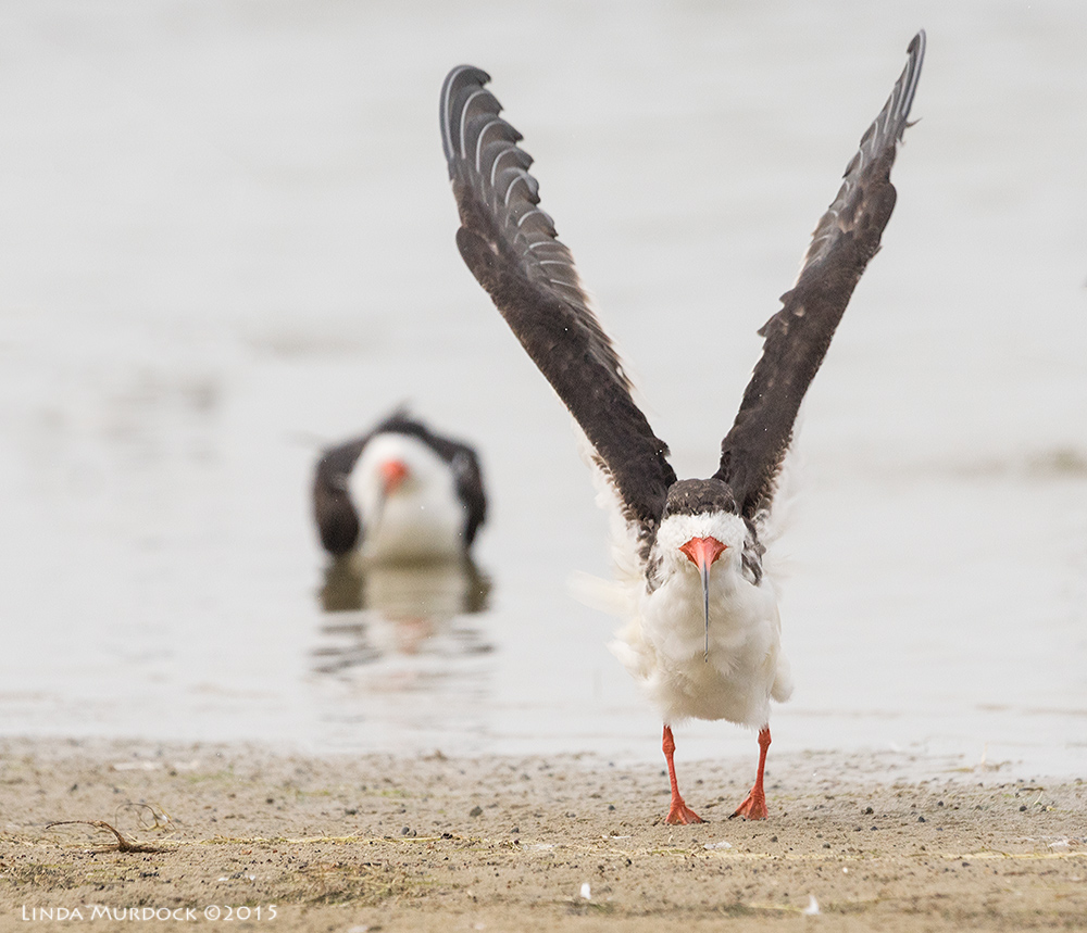 Black Skimmer showing you his knife-edge bill and up raised wings. Sony A77II with Sony 70-400 G2 f/6.3 1/2000 sec ISO 1000