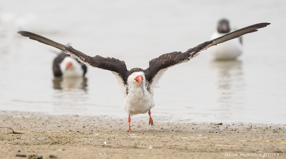 Black Skimmer almost airborne... Sony A77II with Sony 70-400 G2 f/6.3 1/2000 sec ISO 1000