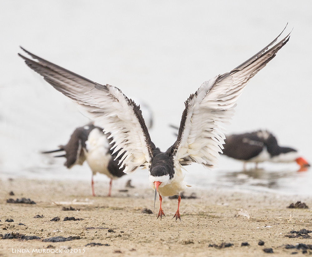 Black Skimmer off the ground! Sony A77II with Sony 70-400 G2 f/6.3 1/2000 sec ISO 1250
