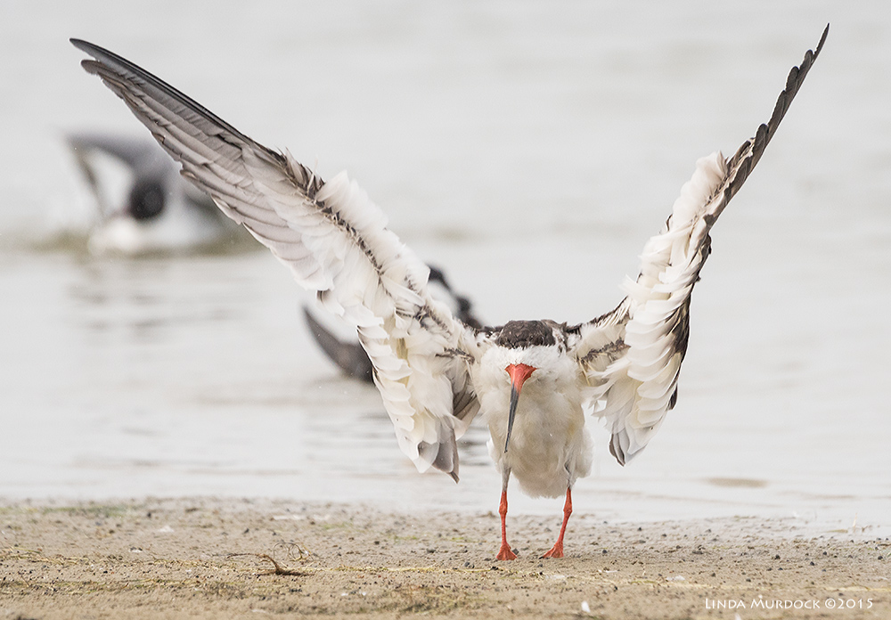 Black Skimmer still drying those huge wings Sony A77II with Sony 70-400 G2 f/6.3 1/2000 sec ISO 1250