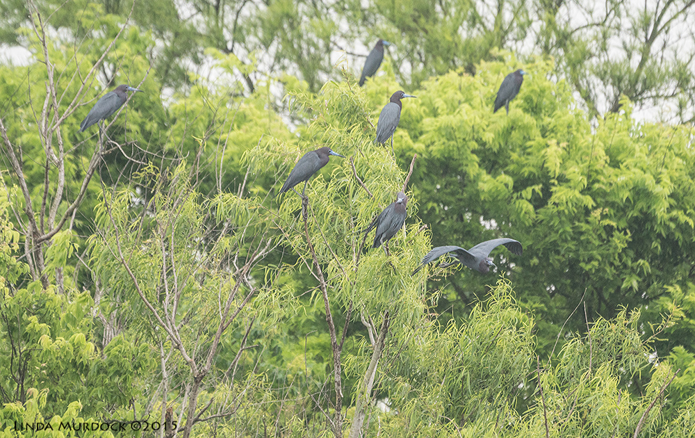 Trees full of Little Blue Herons Sony A77II with Sony 70-400 G2 f/5.6 1/1000 sec ISO 1000