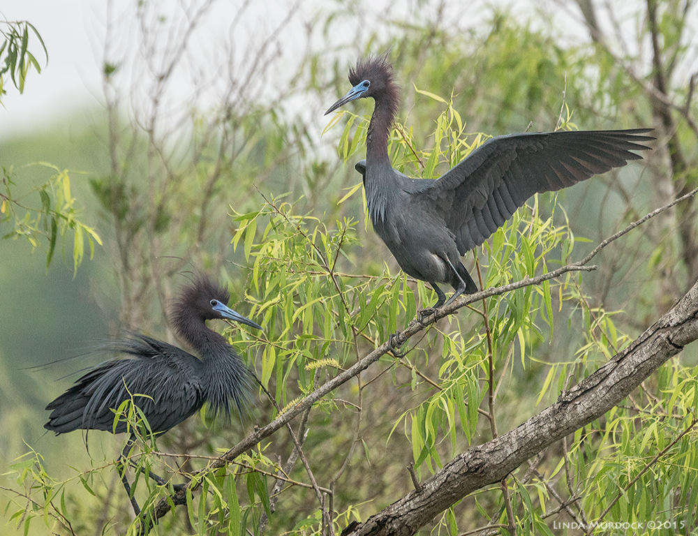 Two Little Blue Herons in full breeding colors Sony A77II with Sony 70-400 G2 f/5.6 1/800 sec ISO 1000