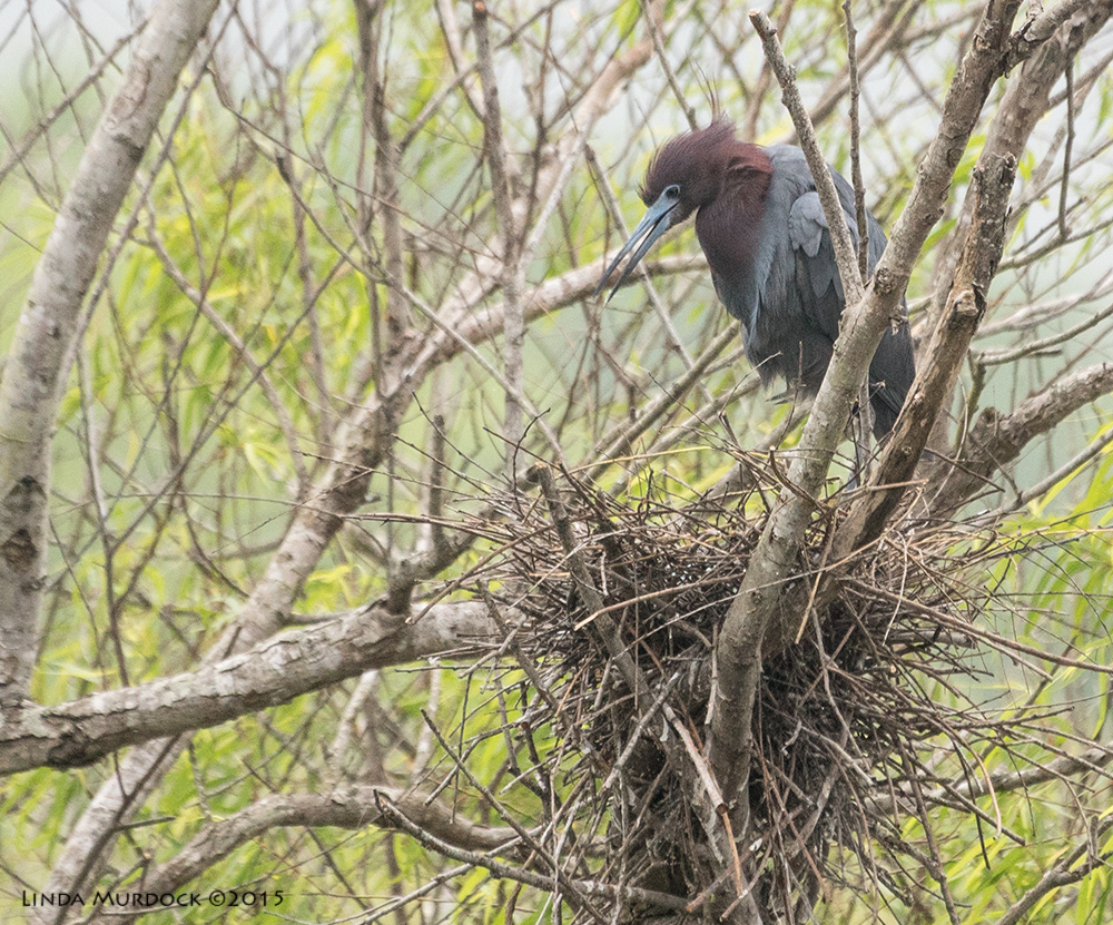 Handsome Little Blue Heron standing over nest Sony A77II with Sony 70-400 G2 f/6.3 1/640 sec ISO 1000