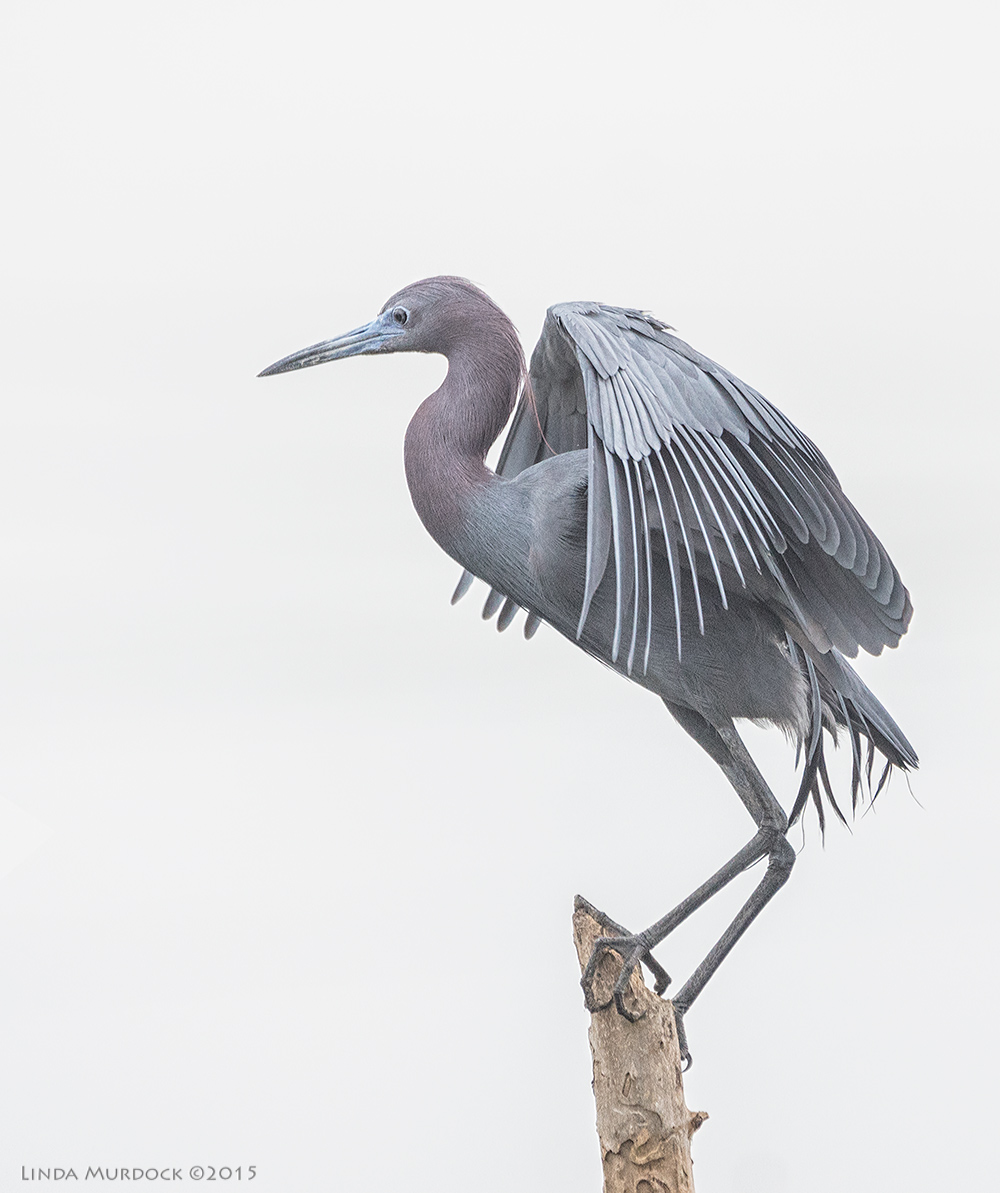Little Blue Heron just before take off Sony A77II with Sony 70-400 G2 f/5.6 1/1000 sec ISO 1000