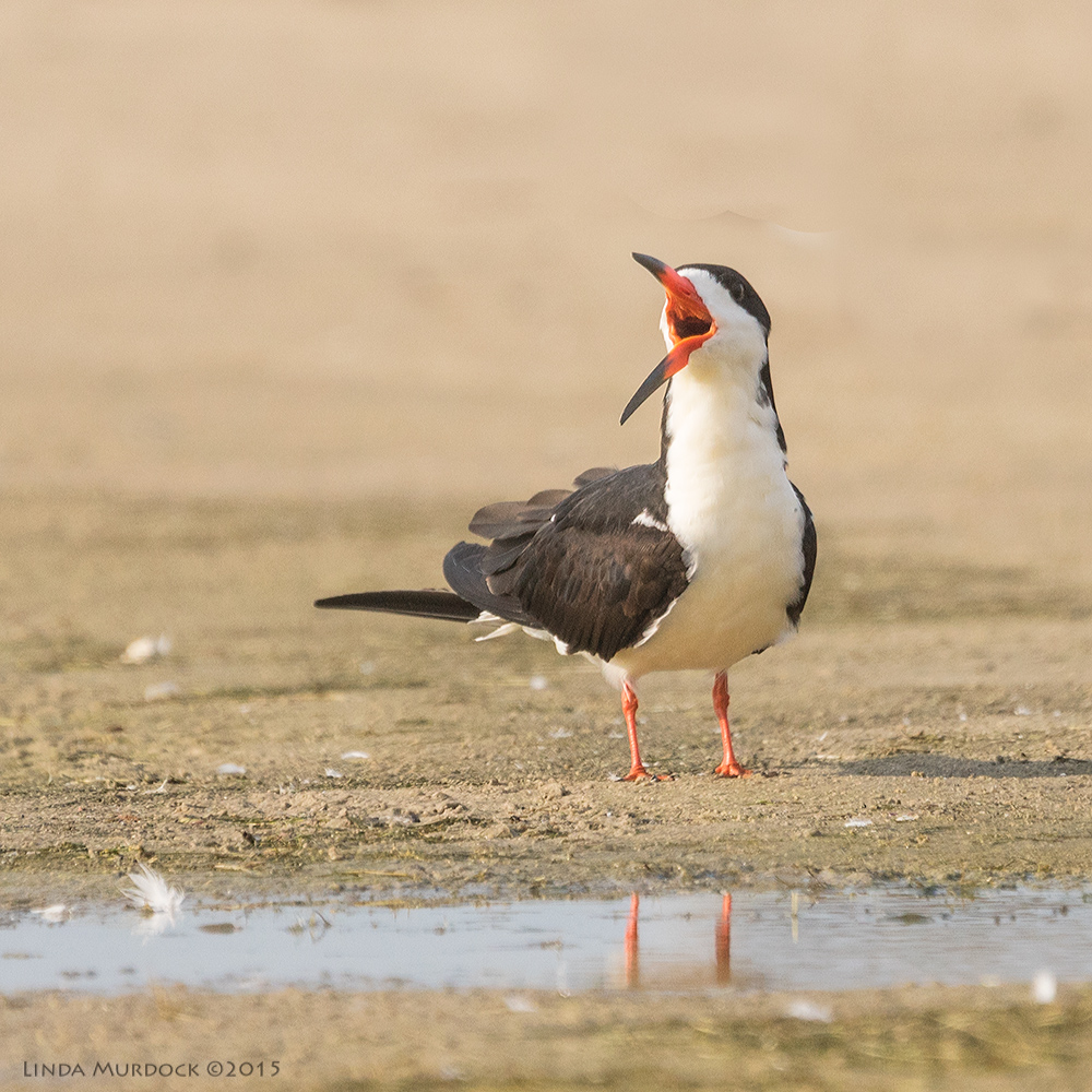Clean and dry Black Skimmer advertising his status to all Sony A77II with Sony 70-400 G2 f/5.6 1/1600 sec ISO 400
