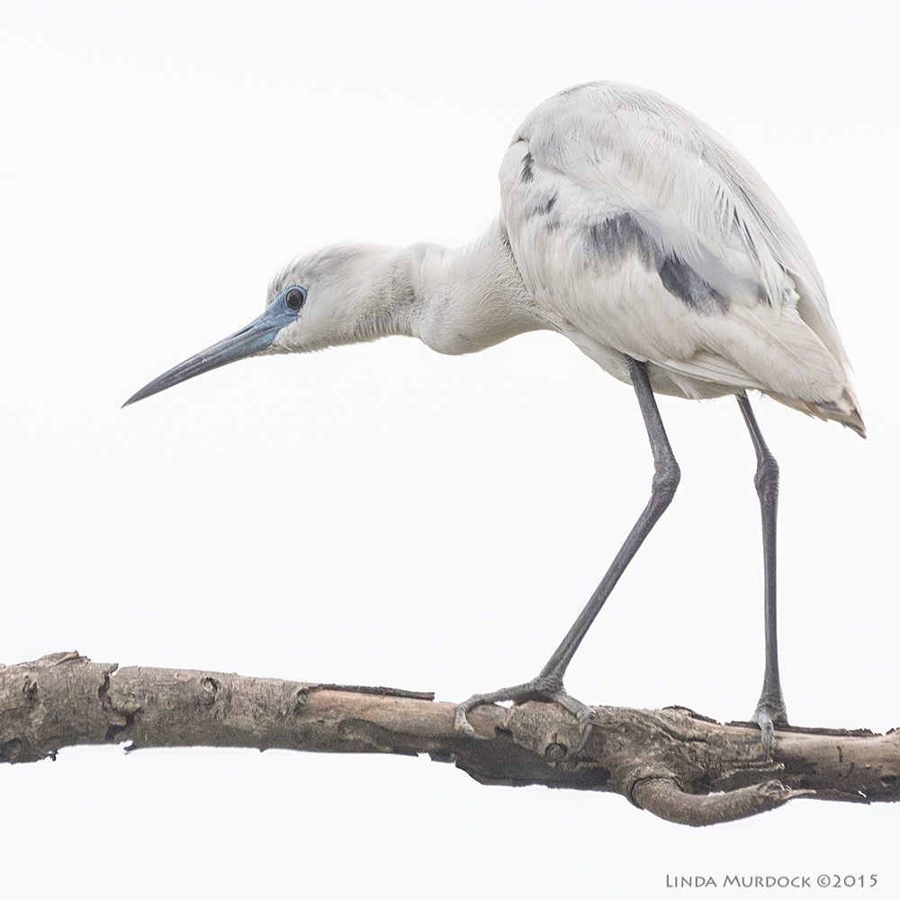 Juvenile Little Blue Heron Sony A77II with Sony 70-400 G2 f/6.3 1/1250 sec ISO 1000