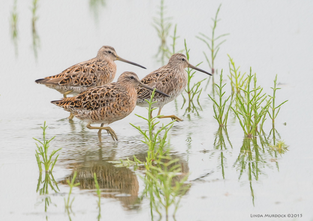 Trio of Short-billed Dowitchers at Surfside