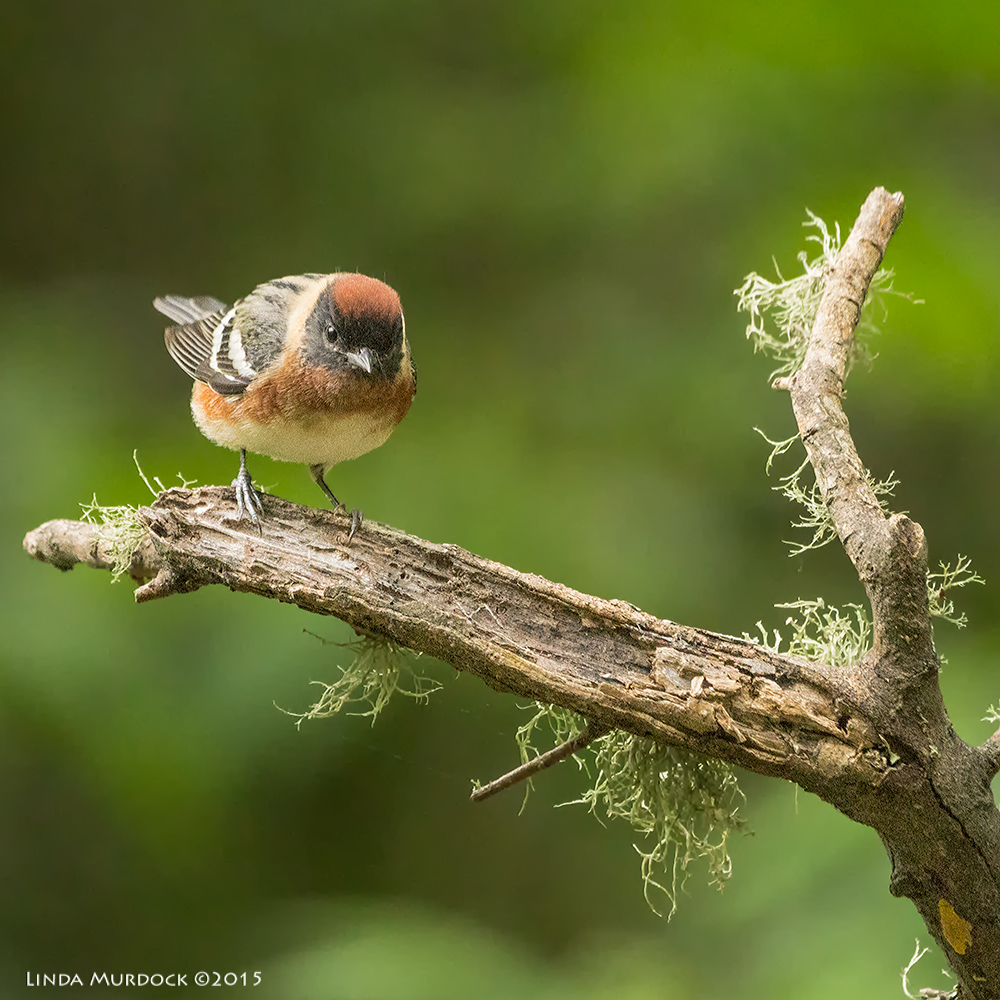 Male Bay-breasted Warbler at Lafitte's Cove Sony A77II with Sony 70-400 G2 f/5.6 1/160 sec ISO 3200