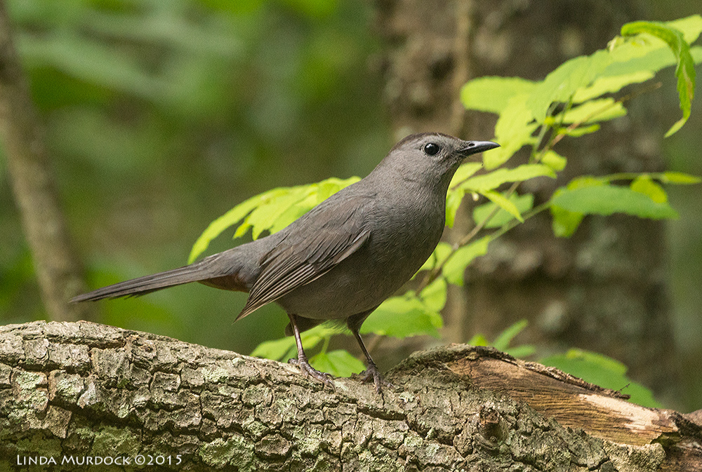 Gray Catbird has rusty tail feathers on the underside Sony A77II with Sony 70-400 G2 f/5.6 1/250 sec ISO 1000