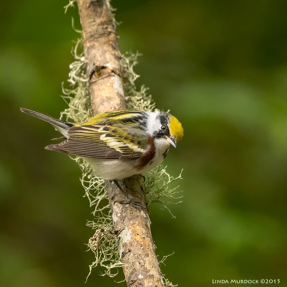 Chestnut-sided Warbler giving me the eye Sony A77II with Sony 70-400 G2 f/5.6 1/250 sec ISO 3200