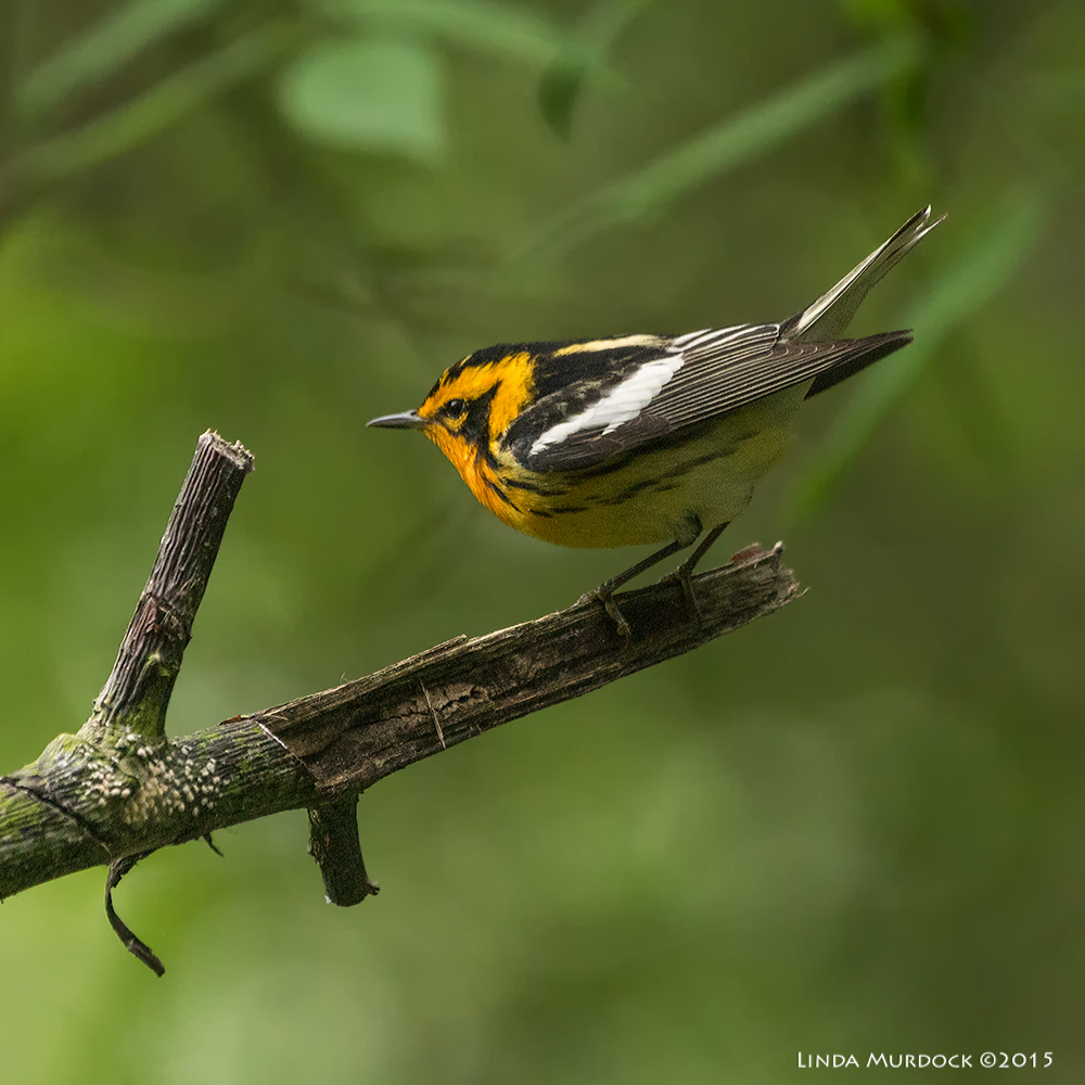 Blackburnian Warbler at Lafitte's Cove Sony A77II with Sony 70-400 G2 f/5.6 1/250 sec ISO 1000