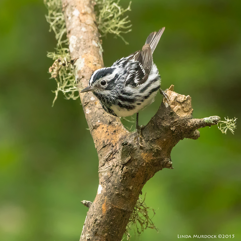  Male Black-and-white warbler Sony A77II with Sony 70-400 G2 f/5.6 1/160 sec ISO 3200