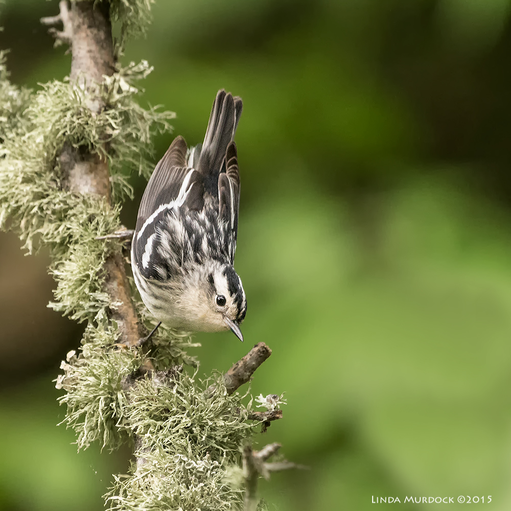 Female Black-and-white warbler Sony A77II with Sony 70-400 G2 f/5.6 1/200 sec ISO 3200