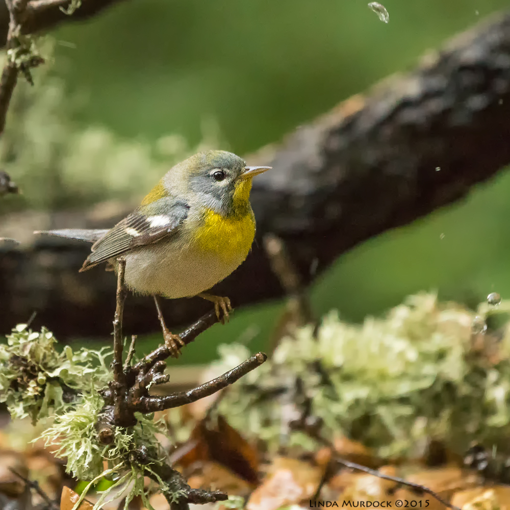 Northern Parula Sony A77II with Sony 70-400 G2 f/5.6 1/160 sec ISO 3200