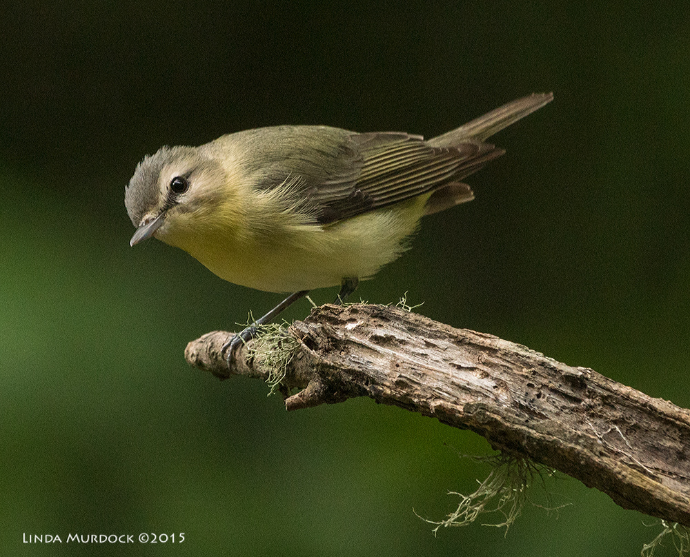 Philadelphia Vireo Sony A77II with Sony 70-400 G2 f/5.6 1/400 sec ISO 1000