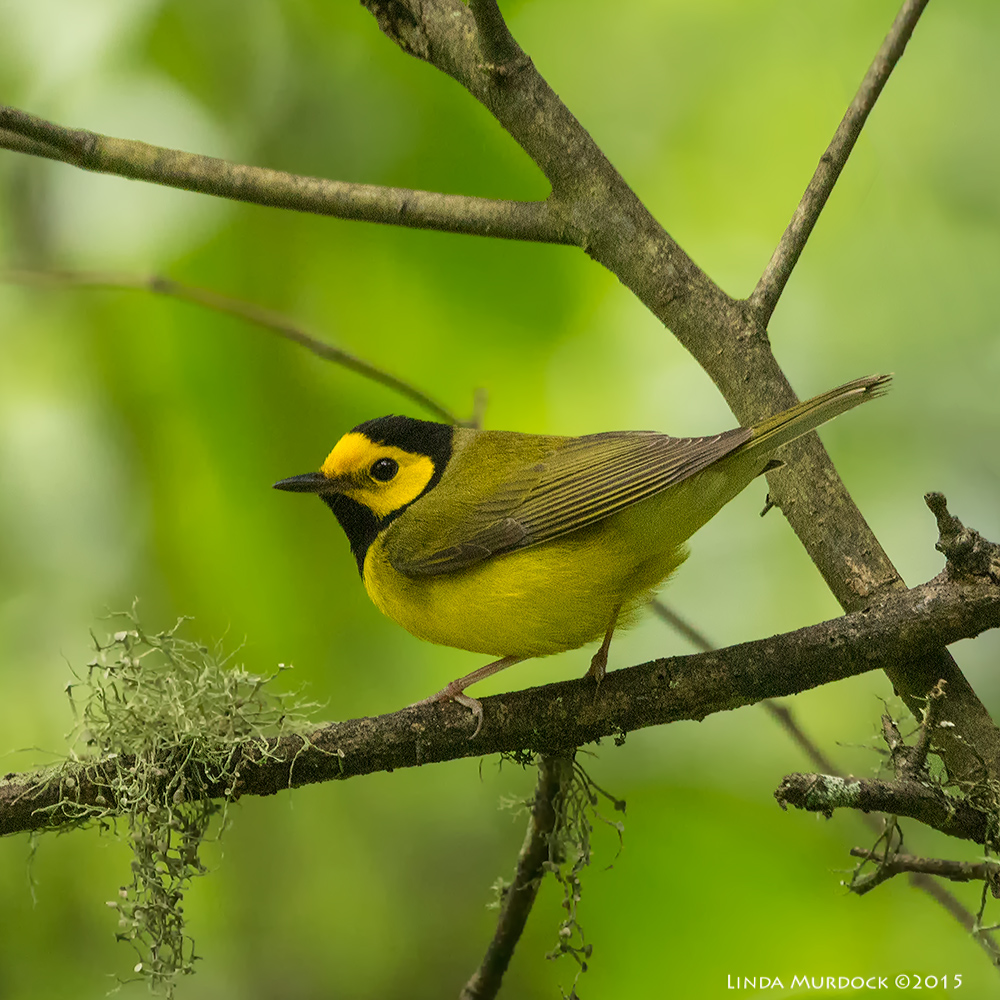 Male Hooded Warbler Sony A77II with Sony 70-400 G2 f/5.6 1/160 sec ISO 2000