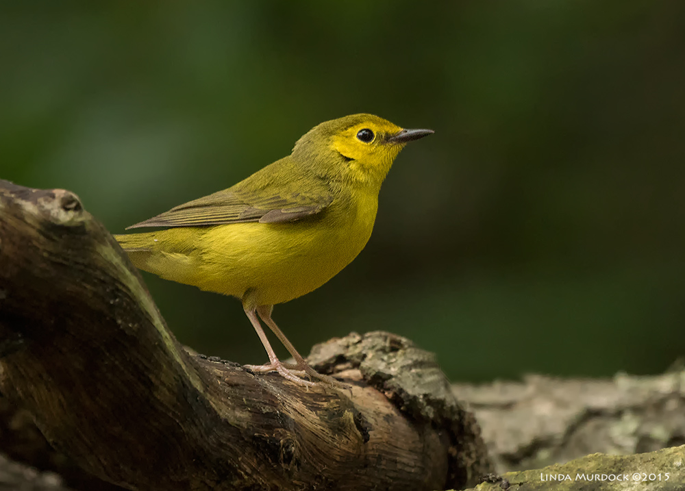 Female Hooded Warbler Sony A77II with Sony 70-400 G2 f/5.6 1/160 sec ISO 1600