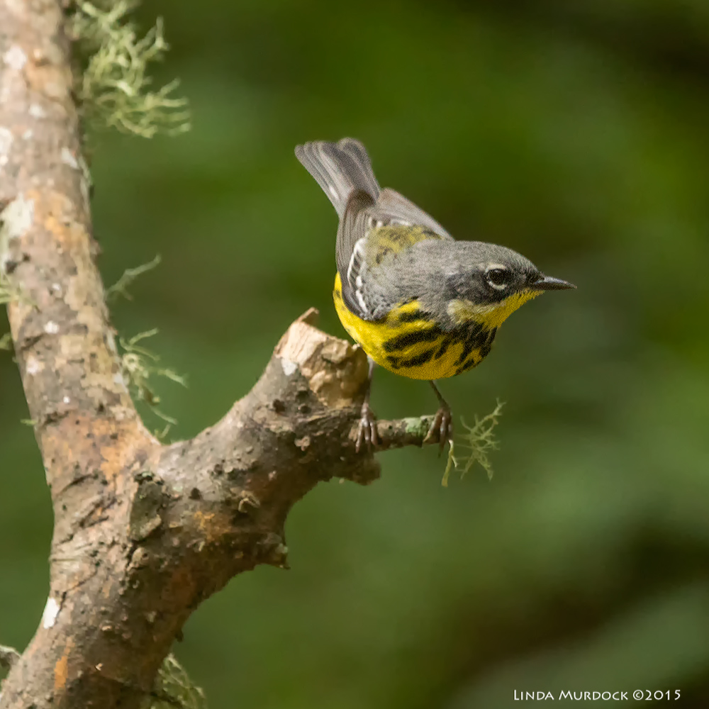 Male Magnolia Warbler Sony A77 II with 70-400 G2 1/250 sec. f/5.6 ISO 1600
