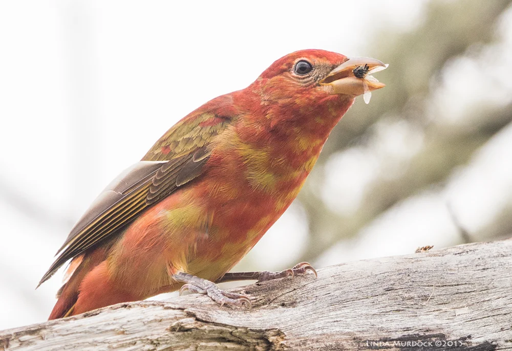 Young male Summer Tanager with bee Sony A77II with Sony 70-400 G2 f/6.3 1/640 sec ISO 400