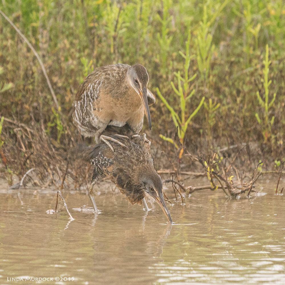  Clapper Rails and .... nsfw photo Sony A77II with Sony 70-400 G2 f/5.6 1/800 sec ISO 1600