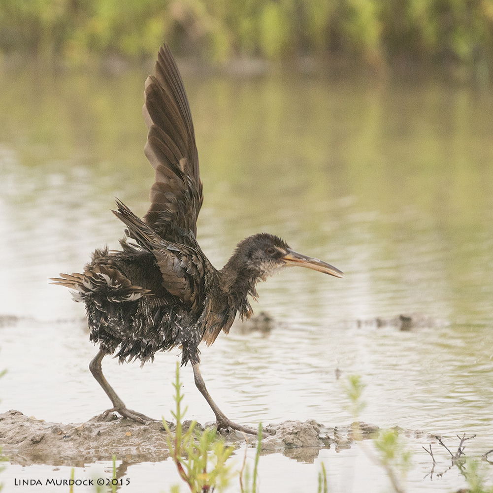 Clapper Rail near Surfside just after a bath Sony A77II with Sony 70-400 G2 f/5.6 1/1000 sec ISO 1600