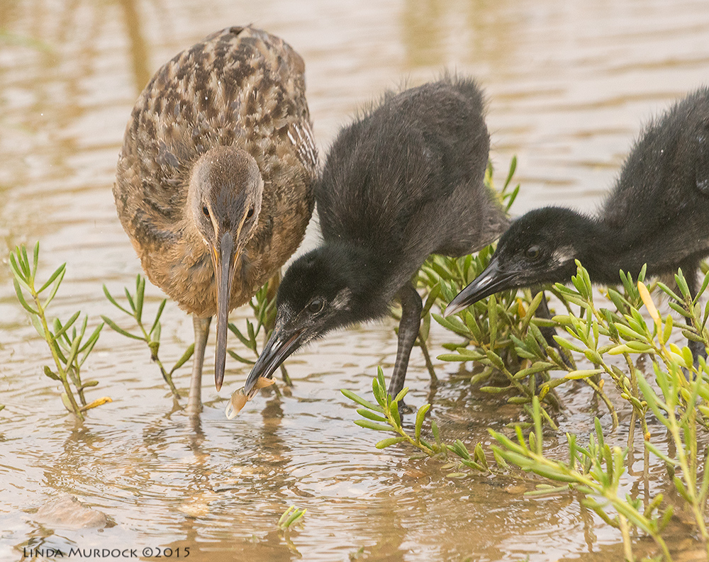 Adult Clapper Rail with two chicks learning to eat crabs Sony A77II with Sony 70-400 G2 f/7.1 1/1000 sec ISO 1250
