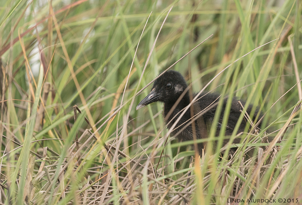 Baby Clapper Rail on nest Sony A77II with Sony 70-400 G2 f/8 1/640 sec ISO 1000