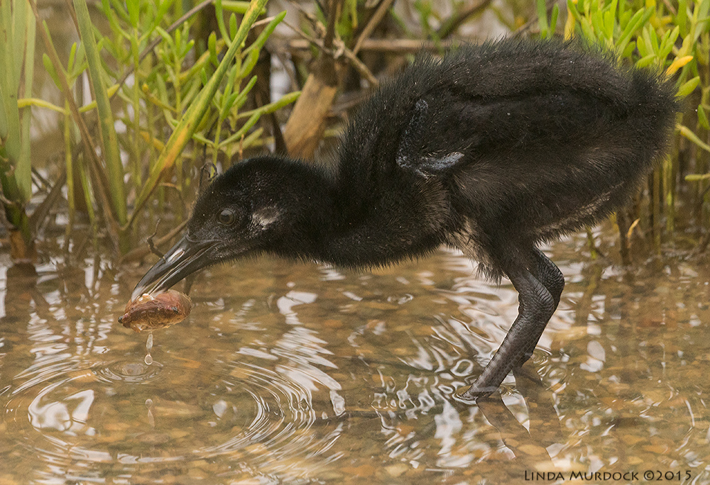 Baby Clapper Rail with crab Sony A77II with Sony 70-400 G2 f/7.1 1/1000 sec ISO 1250