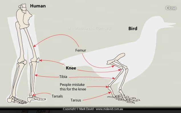 Comparative illustration of human legs and bird legs - drawing by Mark David of www.mdavid.com.au