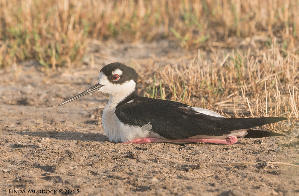 Black-necked Stilt at Brazoria National Wildlife Refuge taken May 6th Sony A77II with Sony 70-400 G2 f/6.3 1/800 sec ISO 500