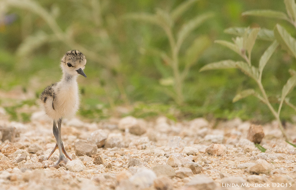 Baby Black-necked Stilt taking its first steps Sony A77II with Sony 70-400 G2 f/5.6 1/1250 sec ISO 800