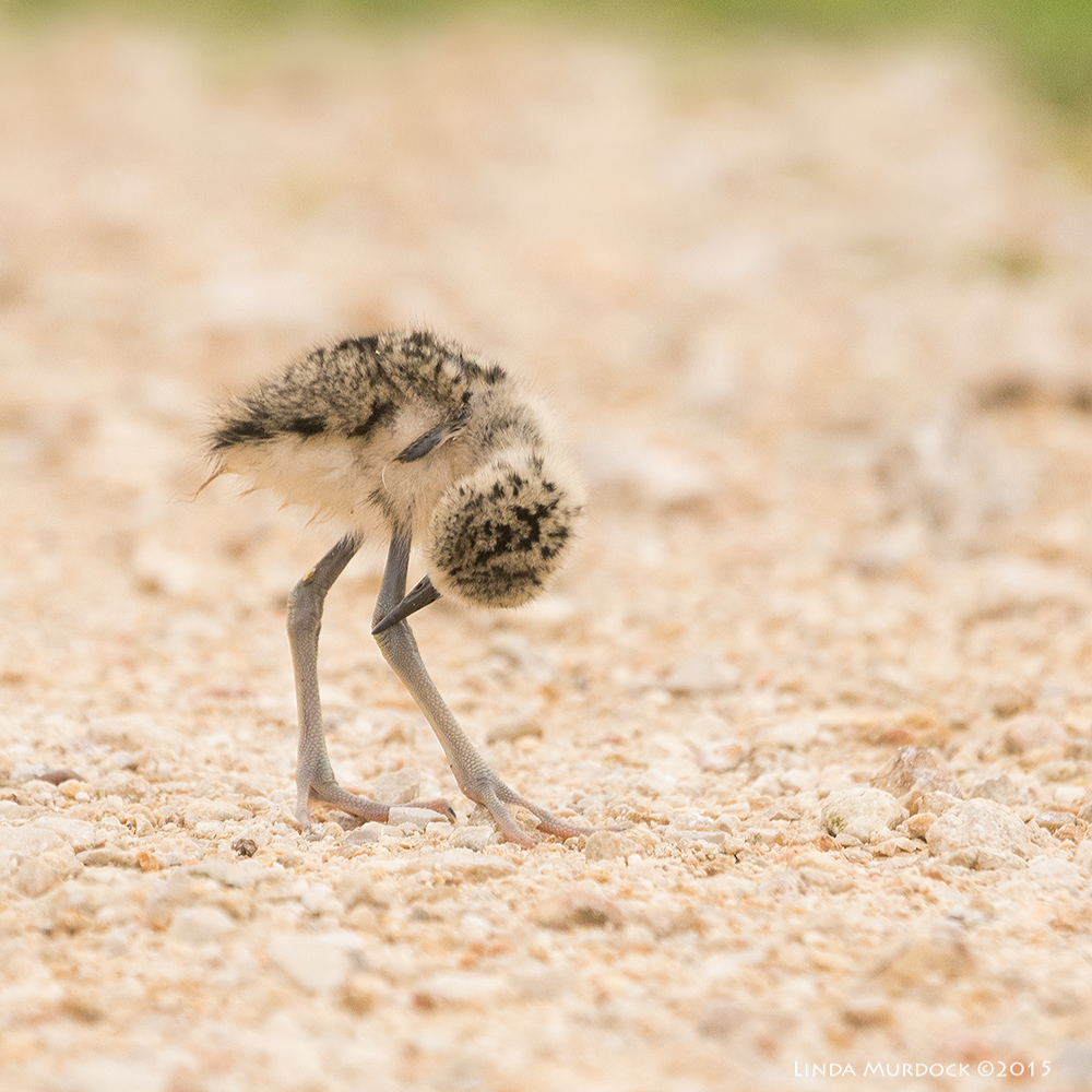 Baby Black-necked Stilt checking out his legs Sony A77II with Sony 70-400 G2 f/5.6 1/1250 sec ISO 800