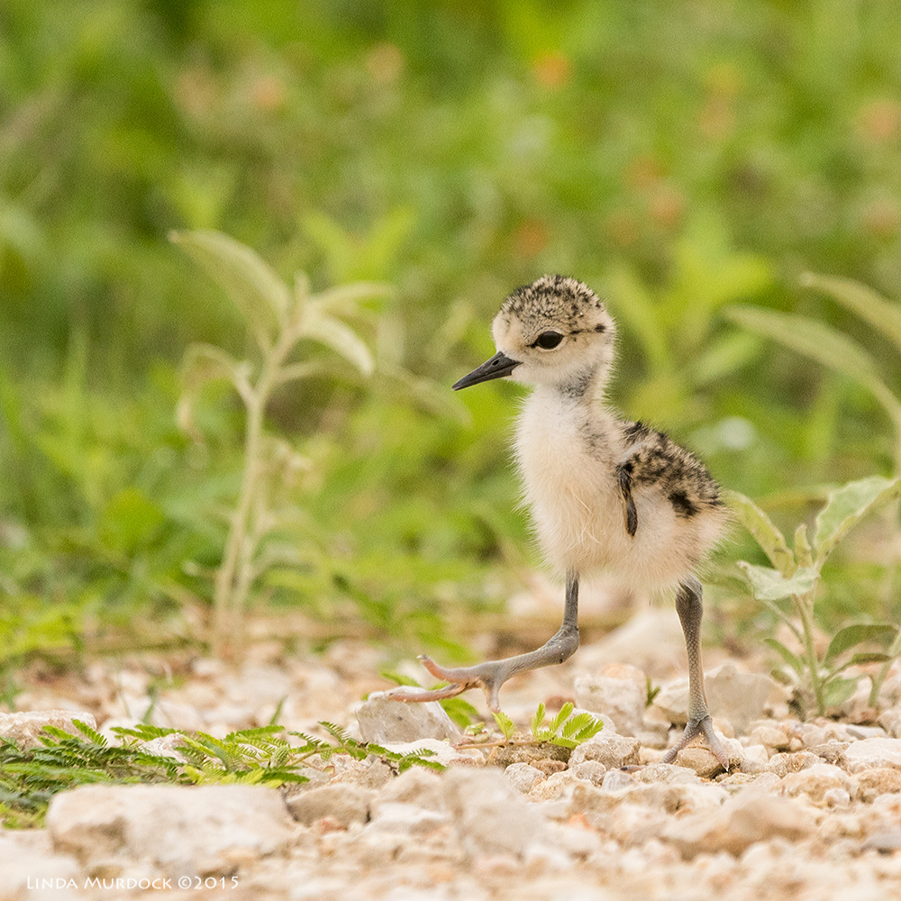 Tiny Black-necked Stilt chick at the edge of the road Sony A77II with Sony 70-400 G2 f/5.6 1/1250 sec ISO 800