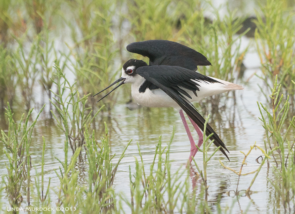 Black-necked Stilt showing off his long wings Sony A77II with Sony 70-400 G2 f/5.6 1/2000 sec ISO 1000