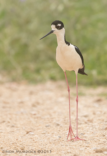 Long and tall Black-necked Stilt Sony A77II with Sony 70-400 G2 f/5.6 1/1250 sec ISO 800
