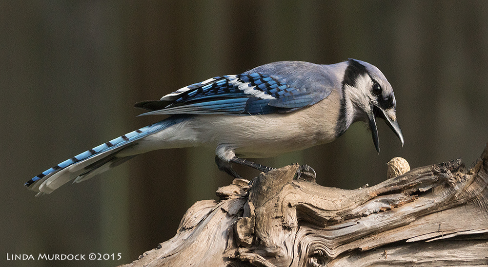 Blue Jay working hard to extract a peanut forced into crevice Sony A77II with Sony 70-400 G2 f/7.1 1/2000 sec ISO 1000