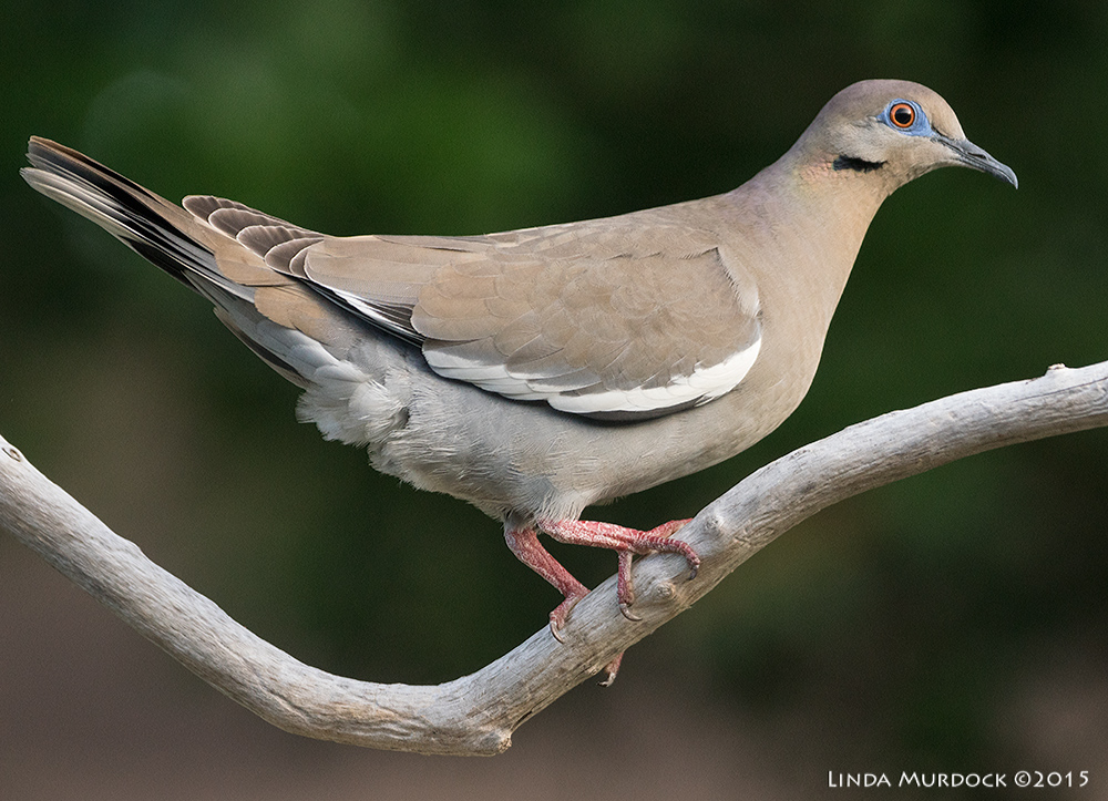 White-winged Dove Sony A77II with Sony 70-400 G2 f/7.1 1/2000 sec ISO 1000