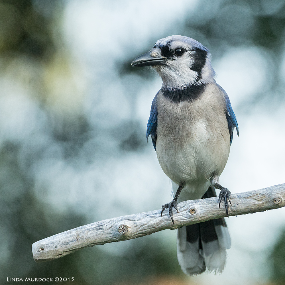 Blue Jay finally sitting still while we had a tiny cloud over the sun Sony A77II with Sony 70-400 G2 f/5.6 1/250 sec ISO 1250